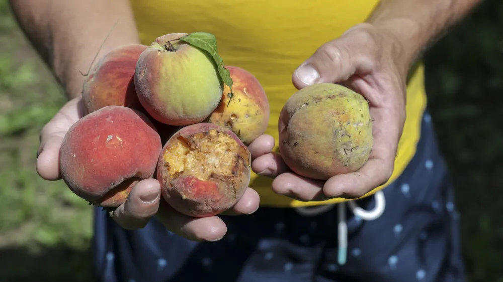 - 29.07.2023 &ndash; Vipavska dolina - odpravljanje posledic po uničevalnem neurju s točo - uničeni pridelki v breskovih in hru&scaron;kovih sadovnjakih, vinogradih ter na poljih - sadjarstvo - //FOTO: Jaka Gasar
