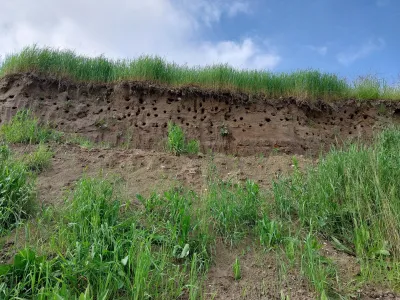 Del gnezdilne kolonije breguljk ob Savi Foto: Matej Gamser