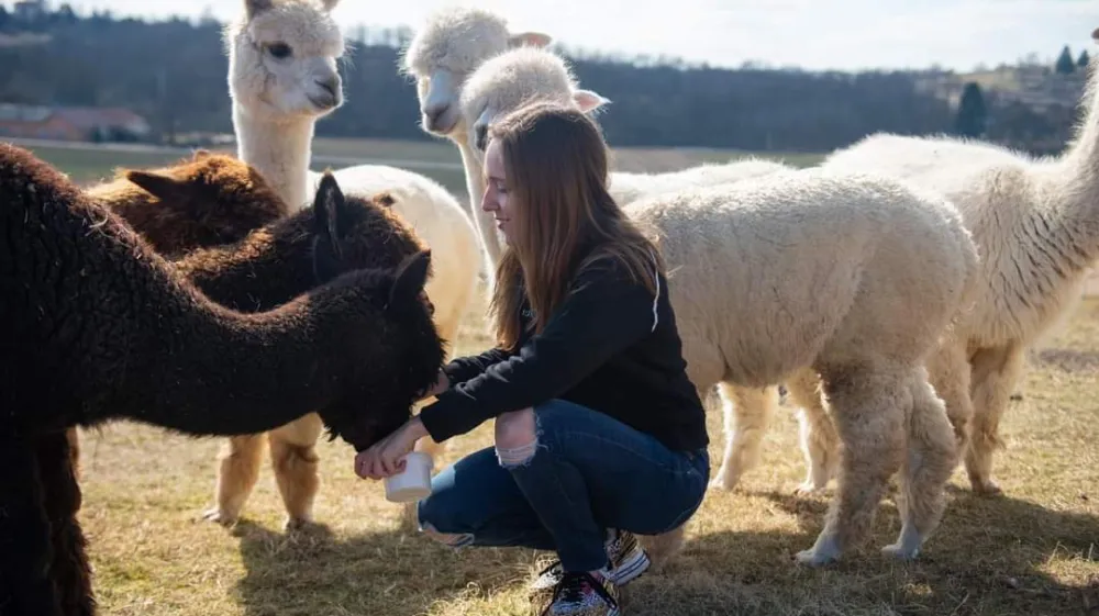 Ur&scaron;ka Martinec med hranjenem alpak. Te so največji okras družinske turistične kmetije v Dolencih.&nbsp;
