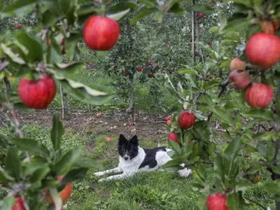 - 06.10.2022 - Poskusni sadovnjak Kmetijskega in&scaron;tituta Slovenije na Brdu pri Lukovici, ki je namenjen preizku&scaron;anju novej&scaron;ih sort jablan. - jabolka &ndash; jablane &ndash; sadjarstvo //FOTO: Jaka Gasar