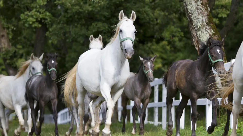 Group of running Lipizzaner horses.