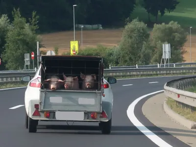 Slovenija, pomurska avtocesta, pra&scaron;iči. Foto: Tatjana Pihlar 