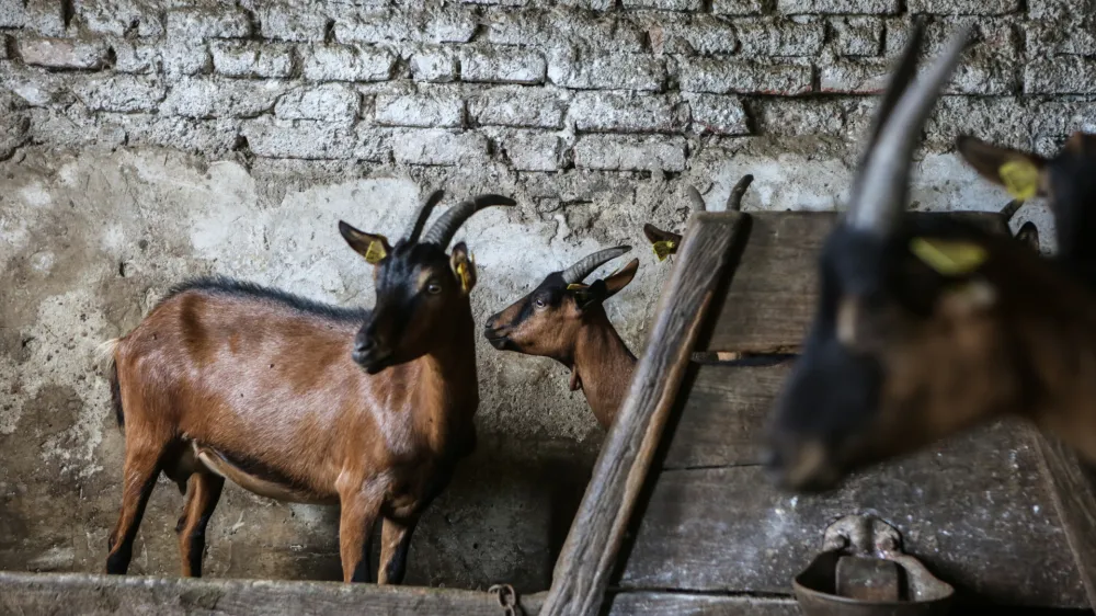 - koza - koze<br><br><br>- 26.07.2017 &ndash; Družinska kmetija in sirarstvo Kekec, ekolo&scaron;ka živila - Zgornji Porčič 115, Sveta Trojica v Slovenskih goricah  //FOTO: Luka Cjuha.