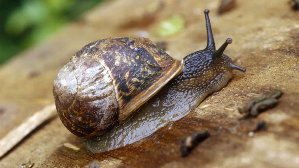 Polži polći polži<br>