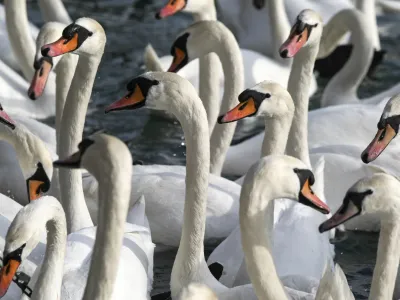 - Labodi - velike vodne ptice selivke - labod//FOTO: Jaka GasarOPOMBA: ZA OBJAVO V PRILOGI - DNEVNIKOV OBJEKTIV - REPORTAŽA 2013