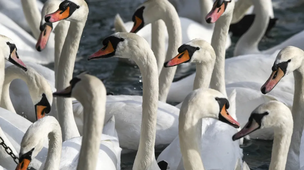 - Labodi - velike vodne ptice selivke - labod//FOTO: Jaka GasarOPOMBA: ZA OBJAVO V PRILOGI - DNEVNIKOV OBJEKTIV - REPORTAŽA 2013
