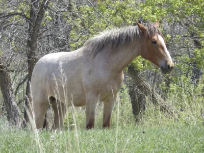 FILE - A wild horse stands near Peaceful Valley Ranch in Theodore Roosevelt National Park near Medora, N.D., on Saturday, May 20, 2023. About 200 horses roam the park's South Unit. The National Park Service has turned to the public to help decide whether the famous wild horses in North Dakota's Theodore Roosevelt National Park should stay or go. The National Park Service launched a 30-day public comment period on Monday, Sept. 25. (AP Photo/Jack Dura, File)
