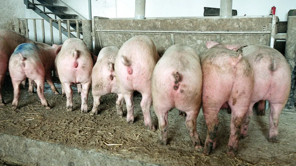 Hlev-pra&scaron;iči, 