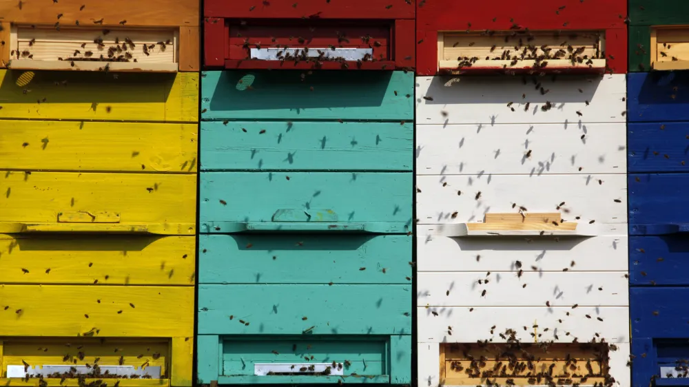 čebelarstvo - čebele - panji<br><br><br>- Zeli&scaron;čarska kmetija Plavica - Cerovec 34 - Dolenjske Toplice, zeli&scaron;čarstvo<br><br><br><br><br><br>//FOTO: Jaka Gasar