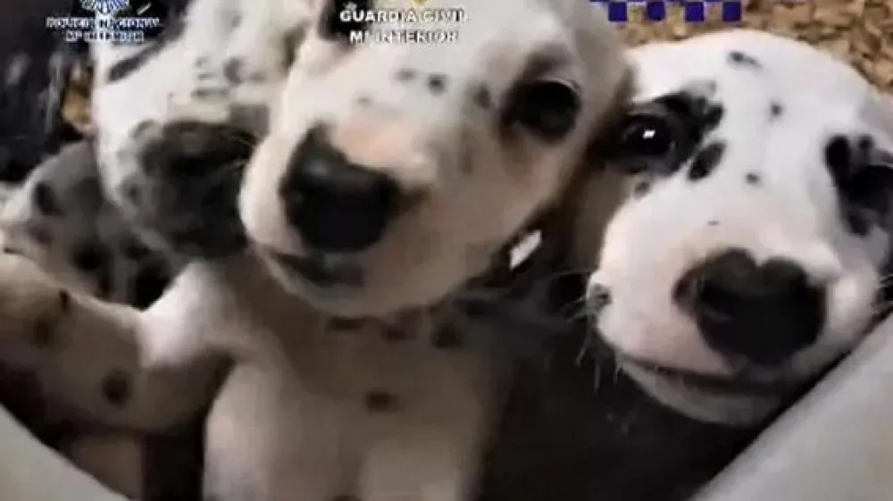 V &Scaron;paniji so razbili združbo preprodajalcev živali in "zasegli" več kot 400 mačk in psov. 