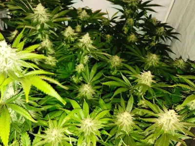 hi&scaron;na preiskava, trava, konoplja, Logatec