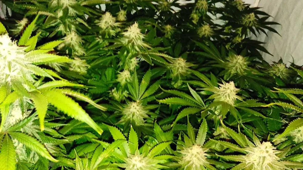 hi&scaron;na preiskava, trava, konoplja, Logatec