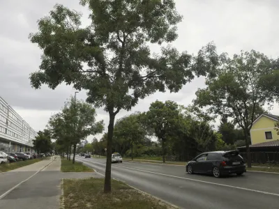 - 28.08.2023 &ndash; Barjanska cesta - drevored //FOTO: Luka Cjuha