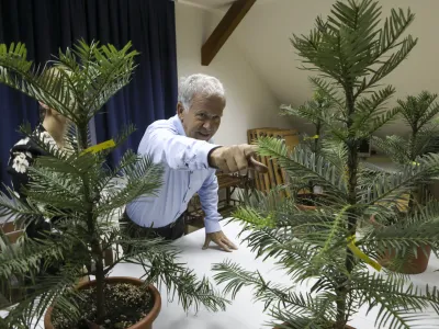  dekanja Biotehni&scaron;ke fakultete: prof. dr. Marina Pintarvodja botaničnega vrta Jože Bavcon - 15.11.2023 - Botanični vrt Univerze v Ljubljani - predstavili svetovni naravovarstveni projekt Wollemi pine mettacolection, namenjen varovanju in preučevanju rastline volemija (Wollemia nobilis), ki je veljala za izumrlo //FOTO: