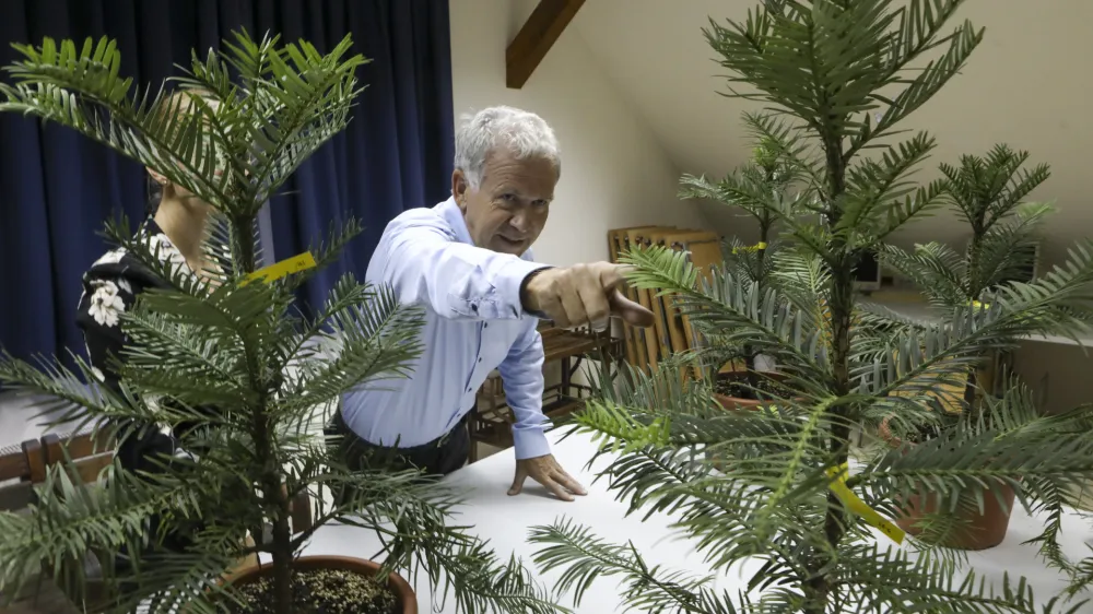  dekanja Biotehni&scaron;ke fakultete: prof. dr. Marina Pintarvodja botaničnega vrta Jože Bavcon - 15.11.2023 - Botanični vrt Univerze v Ljubljani - predstavili svetovni naravovarstveni projekt Wollemi pine mettacolection, namenjen varovanju in preučevanju rastline volemija (Wollemia nobilis), ki je veljala za izumrlo //FOTO: