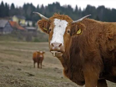 - govedoreja - krave - krava -živinoreja - pa&scaron;nik - //FOTO: Bojan Velikonja 