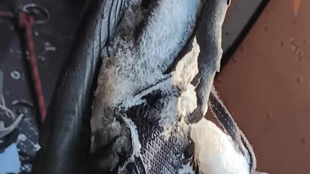 ''V takih copatih &scaron;e poleti ne bi upal niti na sosedov hrib, kaj &scaron;ele v Julijske Alpe.''