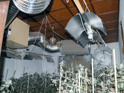 Z letos pridelano konopljo naj bi zaslužili najmanj 120.000 evrov.&nbsp;