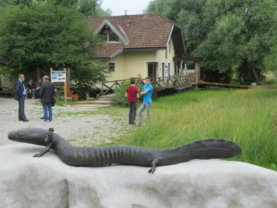 Črna člove&scaron;ka ribica, ki živi le v nekaj izvirih na območju Dobličice, je zelo občutljiva na vsakr&scaron;no onesnaženost vode. Na sliki turistična kmetija Zupančič v Jel&scaron;evniku, kjer so pred tremi leti uredili infocenter o črnem močerilu.
Foto: Dragana Stanković Q