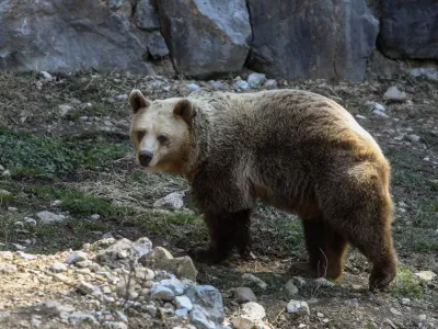- medved<br><br><br> 03.03.2022 - Živalski vrt ZOO Ljubljana - //FOTO: Luka Cjuha.