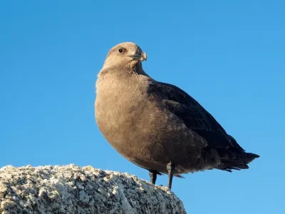 Najjužnej&scaron;a žival - Antarktična govnačka<br>Jasno, ta nekaj več kot kilogram težka ptica ne živi v povsem hladnem okolju. 50 stopinj pod ničlo ni sprejemljivo niti za to ljubiteljico hladnega vremena iz reda pobrežnikov. A strokovnjaki so jo že večkrat videli na južnem polu. Govnačke so neusmiljeni plenilci, ki ljubijo ribe, pingvinova jajca, pa tudi kak&scaron;nega pingvinovega mladiča se lotijo. In kaj pravi znanost, kje so najbolj južne rastline? V zimskih gredah omenjene baze Amudsen &ndash; Scott. Brez &scaron;ale, na otoku Terra Firma na koordinatah 68&deg;42'S 67&deg;32'W, najdete v naravi antarktično travo. <br>
