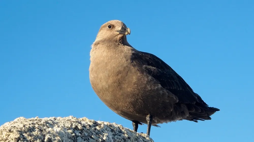 Najjužnej&scaron;a žival - Antarktična govnačka<br>Jasno, ta nekaj več kot kilogram težka ptica ne živi v povsem hladnem okolju. 50 stopinj pod ničlo ni sprejemljivo niti za to ljubiteljico hladnega vremena iz reda pobrežnikov. A strokovnjaki so jo že večkrat videli na južnem polu. Govnačke so neusmiljeni plenilci, ki ljubijo ribe, pingvinova jajca, pa tudi kak&scaron;nega pingvinovega mladiča se lotijo. In kaj pravi znanost, kje so najbolj južne rastline? V zimskih gredah omenjene baze Amudsen &ndash; Scott. Brez &scaron;ale, na otoku Terra Firma na koordinatah 68&deg;42'S 67&deg;32'W, najdete v naravi antarktično travo. <br>