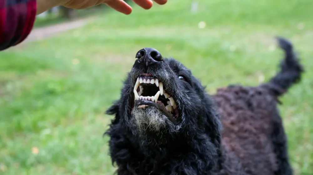 Do 22. decembra lani so na UVHVVR prejeli 403 prijave napadov psov, kar je povprečje zadnjih nekaj let. Psu podelijo status nevarnega, ko pes ugrizne prvič.&nbsp;