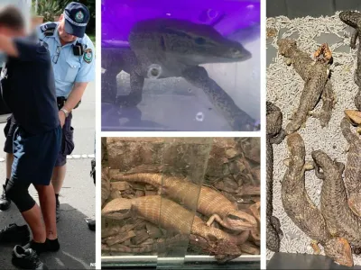 Avstralska policija je razbila kriminalno združbo, ki je nameravala iz Avstralije v Hongkong nezakonito izvoziti več kot 250 avtohtonih ku&scaron;čarjev in kač. 