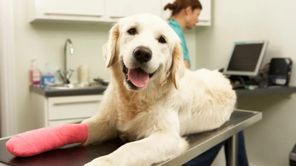 Female Veterinary Surgeon Treating Dog With Injured Leg In Surgery
