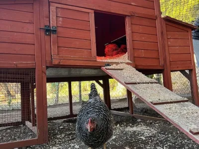 : Zdi se, da se Sinkie v svojem novem domu zelo dobro počuti. F Instagram 