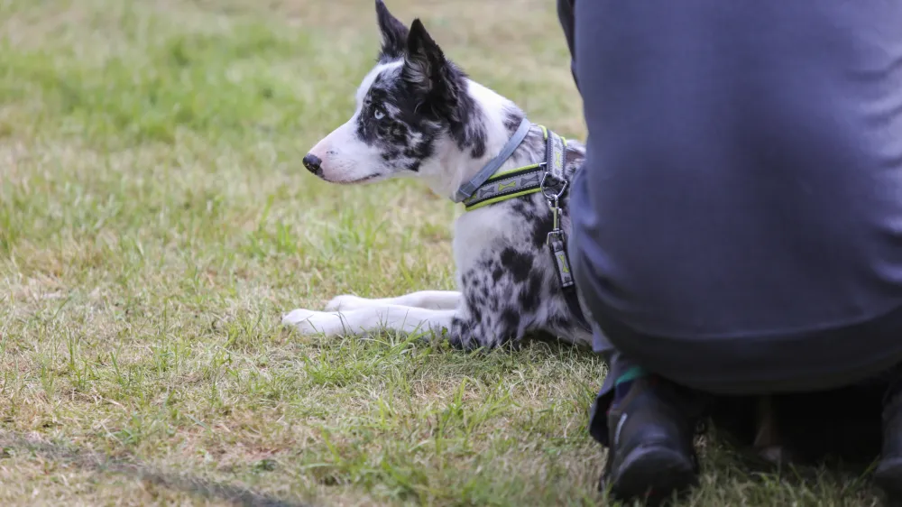 pes- 18.05.2016 - Biotehni&scaron;ki izobraževalni center (BIC) - &Scaron;olska veterinarska ambulanta,  dogodek Družinski dan s hi&scaron;nimi ljubljenci - hi&scaron;ne male živali -      //FOTO: Bojan Velikonja