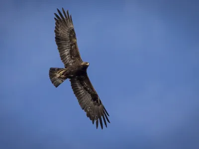 FILE - An adult golden eagle circles overhead in a remote area of Box Elder County, Utah, May 20, 2021. Harvey Hugs, a Montana felon previously convicted of killing eagles to sell their parts on the black market, was sentenced to three years in federal prison Wednesday, Jan. 24, 2024, for related gun violations. (Spenser Heaps/The Deseret News via AP, File)