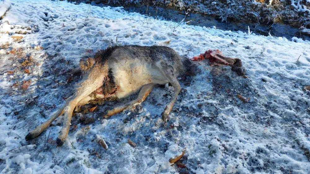 Krvoločna psa sta pobila vse do zadnje živali.