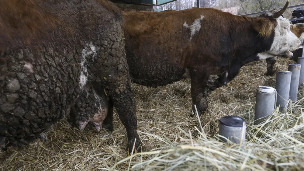 - 18.01.2024 &ndash; Kmetija Možgan, Veni&scaron;e 16, Leskovec pri Kr&scaron;kem &ndash; vrnitev odvzete govedi, ki mu jih je 14. novembra lani zaradi zanemarjanja trajno odvzela veterinarska in&scaron;pektorica  //FOTO: Luka Cjuha