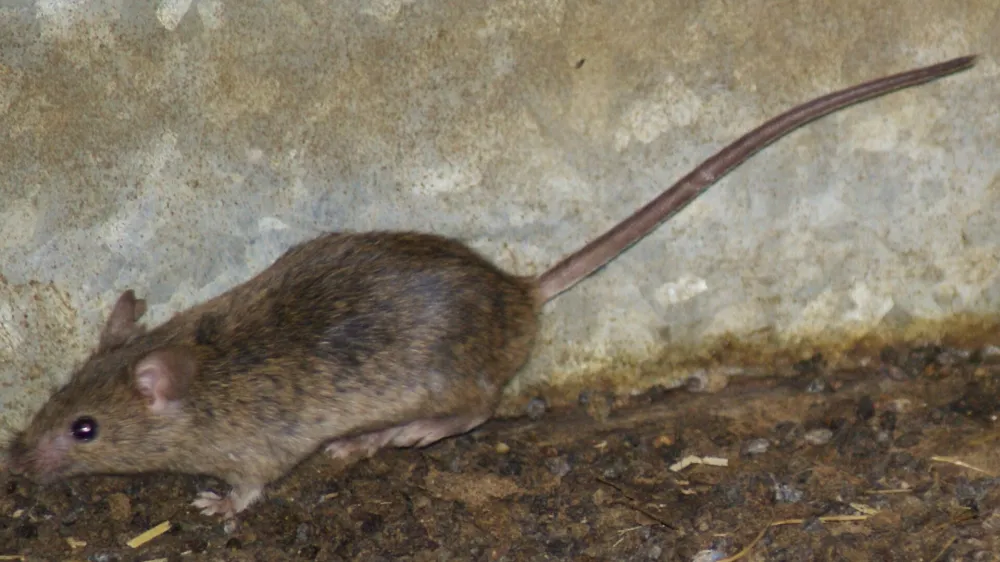 Med glodavci se je hi&scaron;na mi&scaron; najbolj prilagodila na življenje med ljudmi. Te majhne, vitke, sive živali, ki navadno tehtajo okoli 25 g, najdemo skoraj povsod. <br><br>Imajo lepe brčice<br>Mi&scaron;i so izjemno plahe in se naglo skrijejo ob vsaki nevarnosti. So odlične &scaron;portnice: dobre plezalke, skakalke v vi&scaron;ino in plavalke, imajo pa tudi dobro razvita čutila za voh, sluh in predvsem za dotik. Pri tem jim pomagajo dolge brčice. Ker zelo slabo vidijo (le v sivih odtenkih in ne dlje kot 10 cm), se med gibanjem zana&scaron;ajo predvsem na dotik. Tako se rade gibljejo v ozkih prehodih oziroma tam, kjer se med gibanjem lahko dotikajo predmetov. Kako dobro zaznajo svet okoli sebe, je odvisno predvsem od ohranjenosti njihovih brčic, najpogosteje ima edini v tropu nepo&scaron;kodovane brčice mi&scaron;ji samec, ki prevzame glavno vlogo. <br><br>Mi&scaron;i so prava tovarna potomcev<br>Parijo se tudi &scaron;tiri- do &scaron;estkrat letno in se tako zelo hitro razmnožujejo. V idealnih pogojih je mogoče, da en par mi&scaron;i dobi več kot 2.000 potomcev v enem samem letu, vsak od njih pa v povprečju preživi eno do dve leti.<br><br>Čeprav so mi&scaron;i praktično sorodnice podgan, pa se le-teh bojijo. Podgane so namreč znane po tem, da pogosto pobijajo mi&scaron;i in jih (delno) tudi pojedo.<br><br>Vsejedke &hellip; <br>Mi&scaron;ke pri izbiri hrane niso izbirčne. Jedo skorajda vse, najraje pa imajo riž, proso, le&scaron;nike, ara&scaron;ide in suho sadje, nekoliko manj pa so navdu&scaron;ene nad sojo in lečo. Jedo tudi meso in mlečne izdelke. Da so se nepovabljeni gosti lotili na&scaron;e hrane, opazimo pogosto &scaron;ele takrat, ko najdemo njihove odpadke, iztrebke in ostanke gnezda. Zanesljiv znak o njihovi prisotnosti so tudi obgrizeni kosi hrane, ki jo shranjujemo na policah. <br><br>Nevarne prena&scaron;alke bolezni<br>Zbolimo lahko za različnimi nalezljivimi boleznimi, od tistih, ki pri človeku povzročajo črevesne težave, pa vse do resnih zdravstvenih težav, ki so lahko tudi usodne. Najbolj nevarni sta mi&scaron;ja mrzlica in steklina.<br><br>Kako se učinkovito za&scaron;čitimo?<br>Hrano vedno zavarujemo tako, da je mi&scaron;i ne morejo okužiti s svojimi izločki. Redno tudi odstranjujemo organske odpadke. Pri či&scaron;čenju prostorov uporabimo detergente in rokavice ter si po delu temeljito umijemo roke z milom. <br>Za odstranitev glodavcev in na&scaron;ega domovanja uporabimo rodenticide, ki jih razporedimo ob stenah prostora, kjer se gibljejo glodavci. Sredstva imajo prime&scaron;ano grenčilo (grenko snov), ki preprečuje, da bi jih pomotoma zaužil človek (predvsem otroci) in domače živali. Zanesljivo učinkoviti so proizvodi Ratimor vabe proti mi&scaron;im in podganam.<br>Strokovnjak agronom Kluba Gaia svetuje: Ratimor vabe za glodavce so 100 % učinkovite že pri prvem hranjenju. Učinek delovanja pa je viden po parih dneh. Zaradi svoje sočne in okusne sestave so te vabe glodavcem zelo vabljive in se k njim vračajo kljub ostali hrani (če je na razpolago). V kolikor vabe zelo hitro zginevajo in so kljub večkratnem nastavljanju &scaron;e vedno obgrižene oz pojedene, je to zelo očiten znak, da so se glodavci v na&scaron;em domovanju že zelo razmnožili.