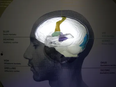 - 15.05.2014 GR v Ljubljani - potujoča razstava &raquo;Možgani &ndash; podnaslovljena Zgodba od znotraj &laquo;, - poučna, sodobna in interaktivna razstava ki se opira na raziskave in tehnologijo 21. stoletja. - pripravil Ameri&scaron;ki naravoslovni muzej iz New Yorka  //FOTO: Luka Cjuha.