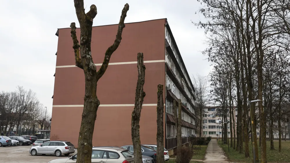 Na Rjavi cesti so pred nekaj dnevi obglavili drevesa.