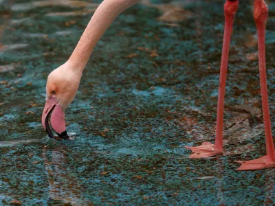 A flamingo eats feed, donated by the Berlin Zoo, amid Russia's attack on Ukraine, at a compound of Kyiv's Zoo in Kyiv, Ukraine February 9, 2024. REUTERS/Valentyn Ogirenko