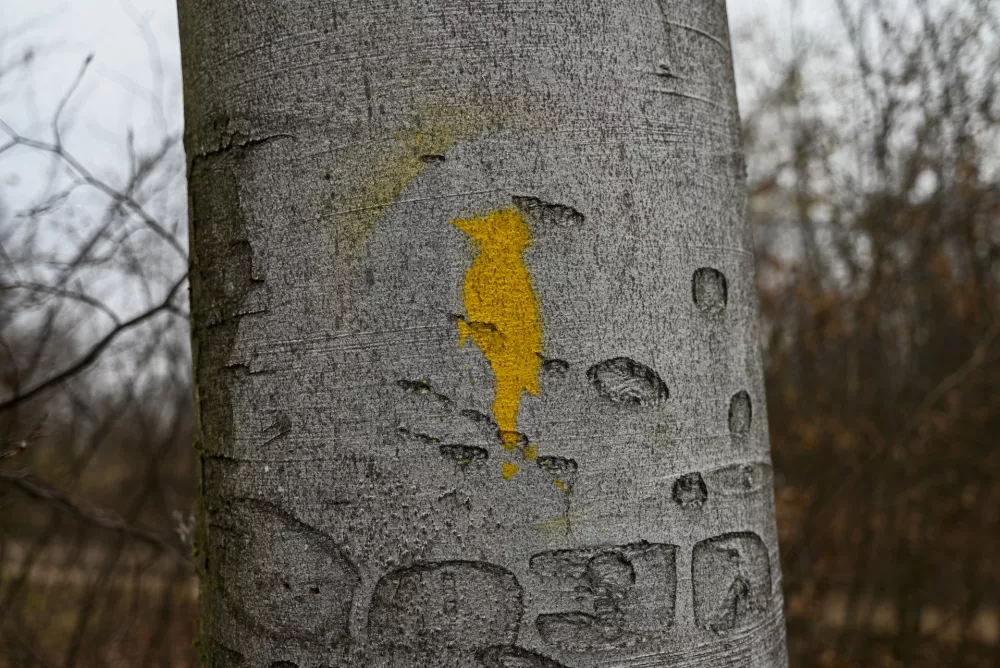 Podoba detla na deblu označuje, da gre za habitatno drevo, kar pomeni, da tak&scaron;no deblo ponuja življenjsko okolje ali vir hrane različnim organizmom.&nbsp;Foto:&nbsp;Nik Erik Neubauer