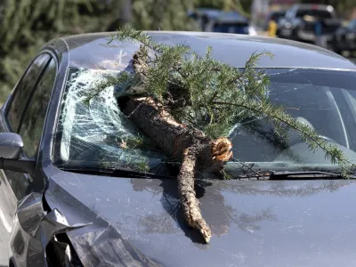 A large pine tree was toppled over by wind across the westbound lanes of Sherman Oaks Blvd on Thursday, March 14, 2024 in Van Nuys, Calif. No one was injured. (David Crane/The Orange County Register via AP)