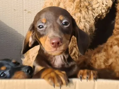 V prtljažniku kombija so v &scaron;katlah na&scaron;li enajst pasjih mladičev. Bili so brez hrane in vode. 