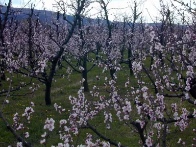 cvetenje dreves na Vipavskem, 