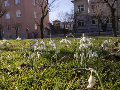 - 14.2.2024 - Pomlad je pri&scaron;la v mesto - zvončki<br><br><br>// FOTO: Nik Erik Neubauer