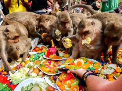 Monkeys eat fruits during the annual Monkey Festival in Lopburi province, Thailand. REUTERS/Juarawee Kittisilpa