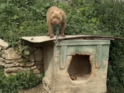 Tabori&scaron;če za pse