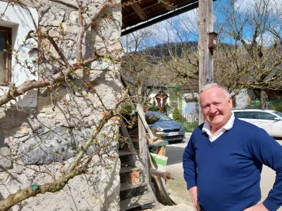 Ob steni gospodarskega poslopja odlično uspeva stara marelica. Foto: Vesna Levičnik