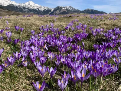 Osupljiva kulisa vijoličnih žafranov je minuli konec tedna na Veliko planino privabila rekordno &scaron;tevilo obiskovalcev.