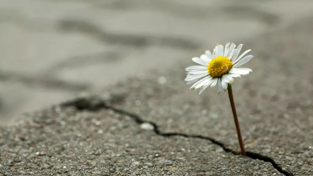 Beautiful flower growing out of crack in asphalt, space for text. Hope concept