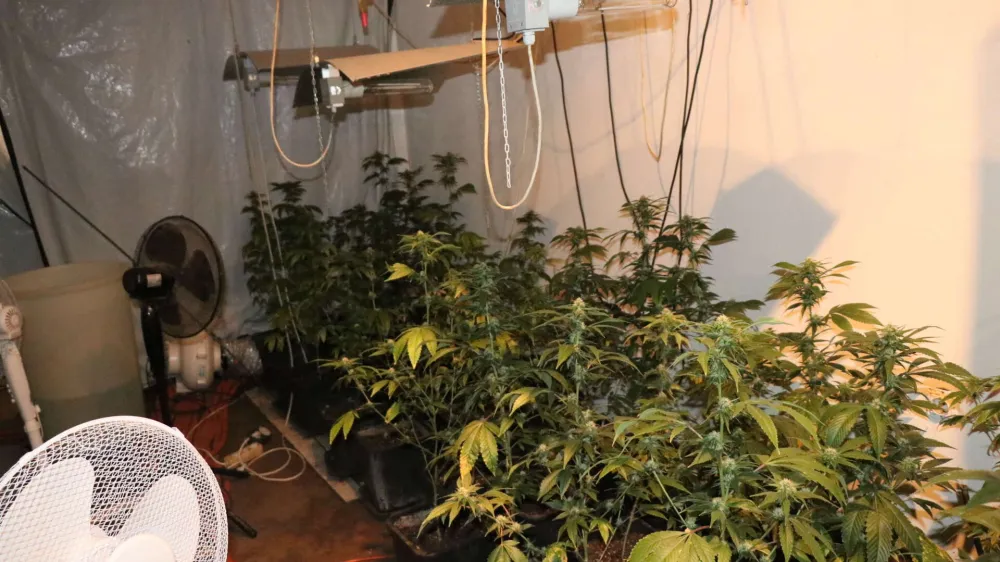 konoplja vič pu ljubljana