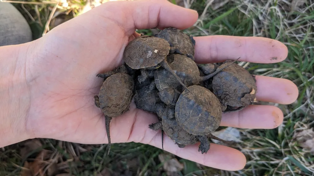 Nedavno so male želve, ki so se izvalile lani jeseni, prvič prilezle iz gnezda.&nbsp;